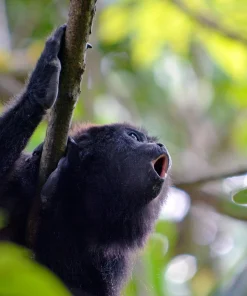 Un bello ejemplar de Mono Aullador de Chiapas, avistamiento en Yaxchilán, Selva Lacandona.