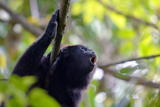 Un bello ejemplar de Mono Aullador de Chiapas, avistamiento en Yaxchilán, Selva Lacandona.