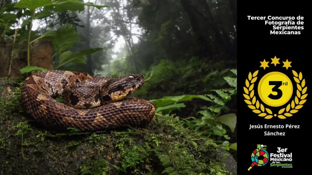 Tercer Concurso de Fotografía de serpientes Mexicanas